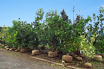 埼北植木市場について