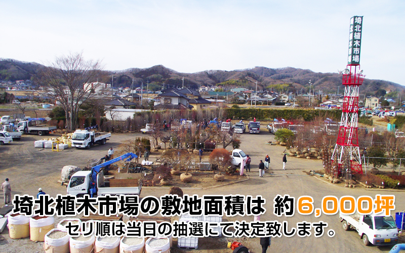 埼玉県深谷市の植木卸、植木販売、仲卸の埼北植木市場
